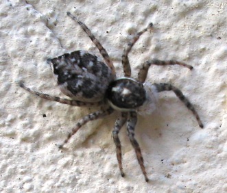 Micrommata virescens, Menemerus sp. e opilione.